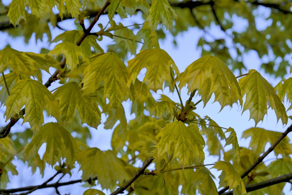Parastā kļava ‘Drummondii’ (Acer platanoides ‘Drummondii’)