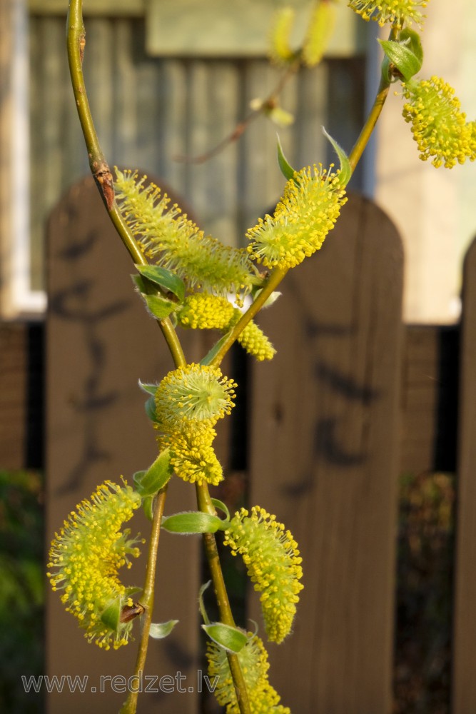 Corkscrew Willow Male Catkins