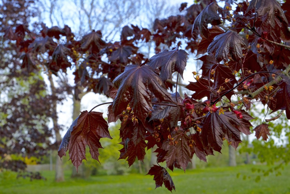 Parastās kļavas šķirne ‘Royal Red’ (Acer platanoides ‘Royal Red’)