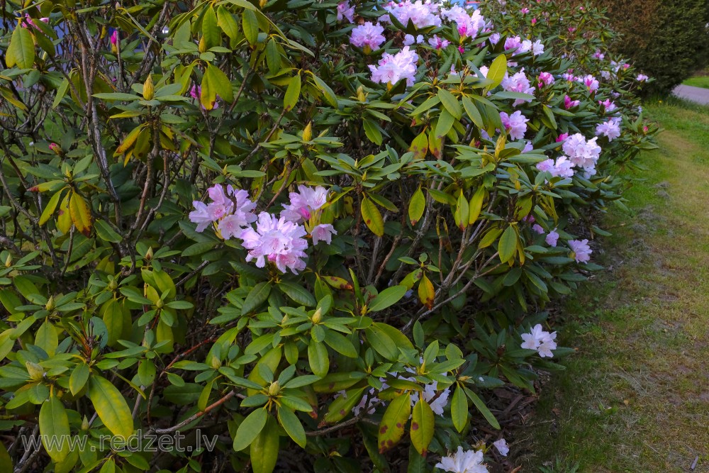 Rhododendron