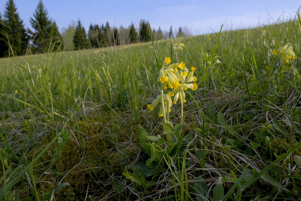 Countryside Landscape with Cowslip