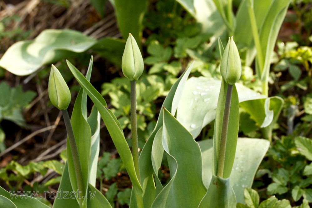 Tulpes