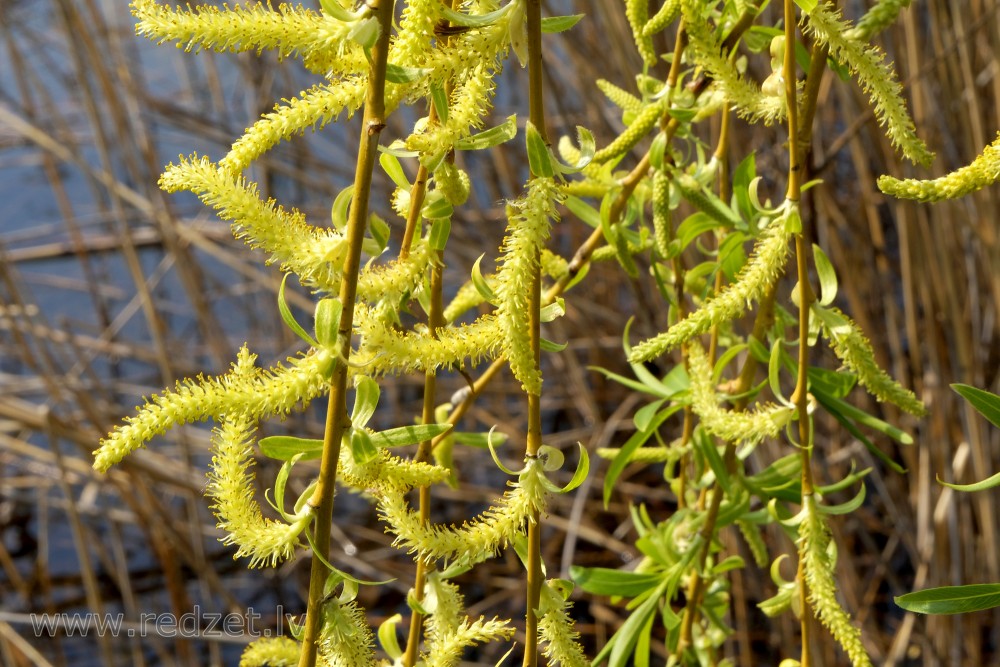 Flowering Weeping Golden Willow