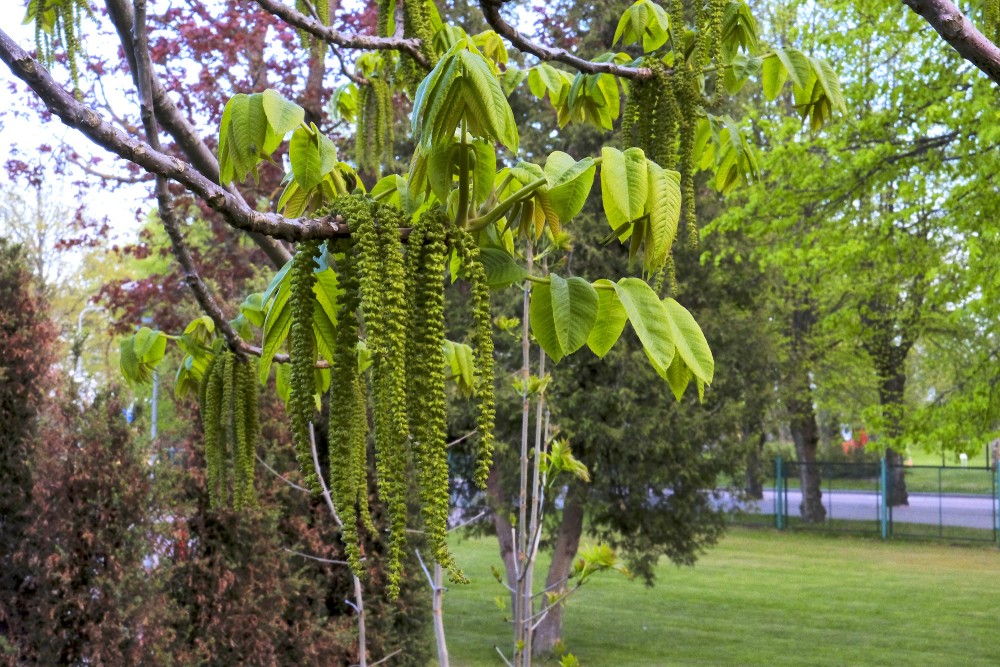 Walnut Male Flower