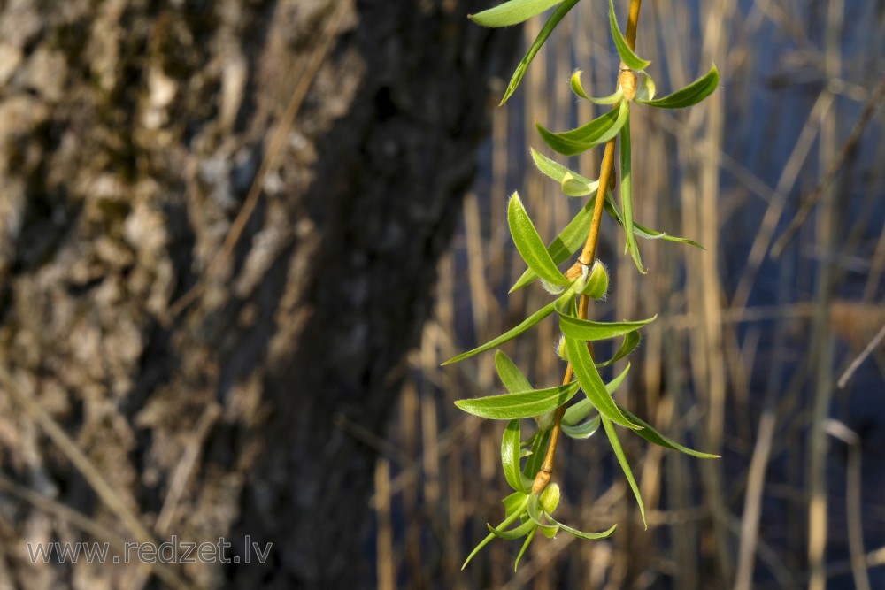 Weeping Golden Willow's Branch