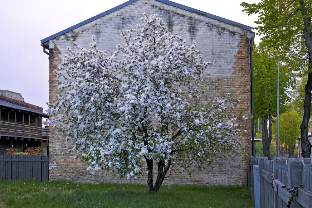 Ziedoša ābele pie mājas sienas