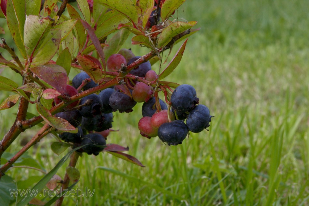 Lielogu mellenes (Krūmmellenes)