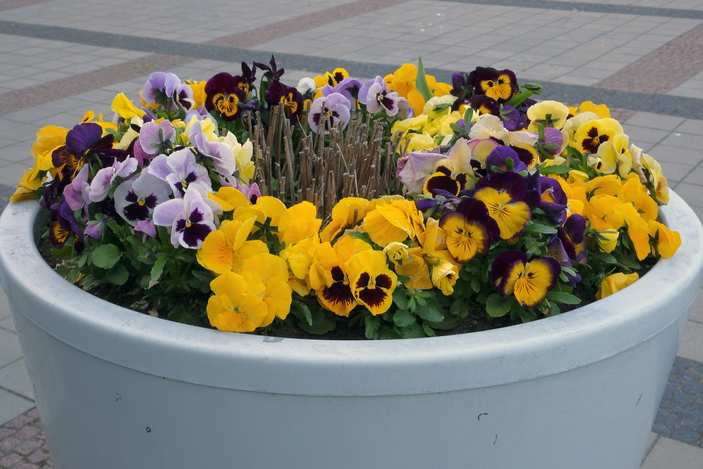 Garden Pansy