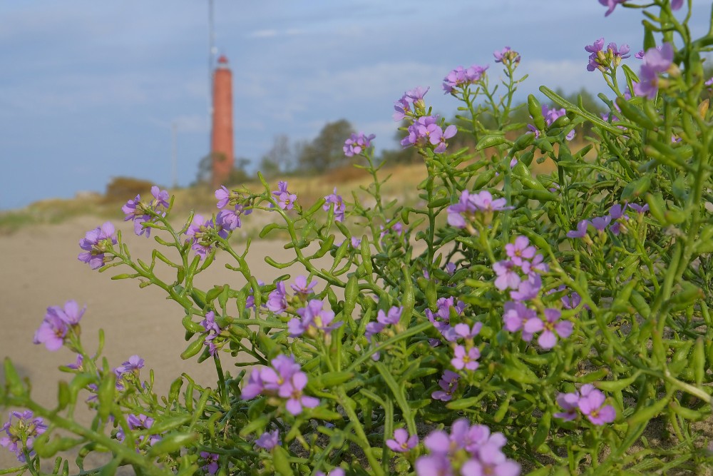 Sea Rocket, in the background the Akmeņrags Lighthouse