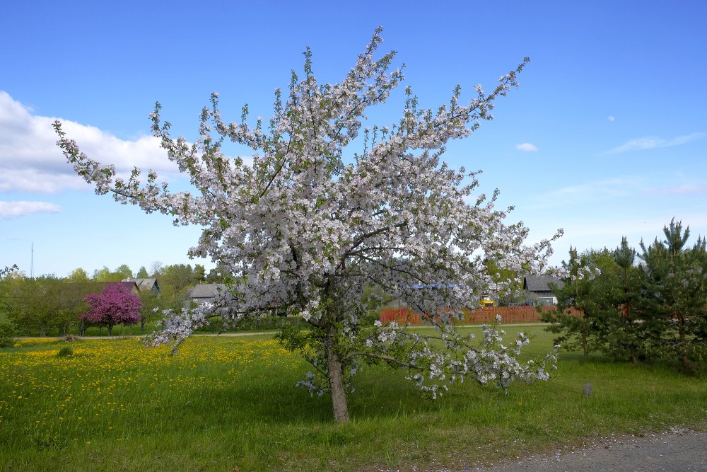 Spring Landscape With Blooming Apple Trees