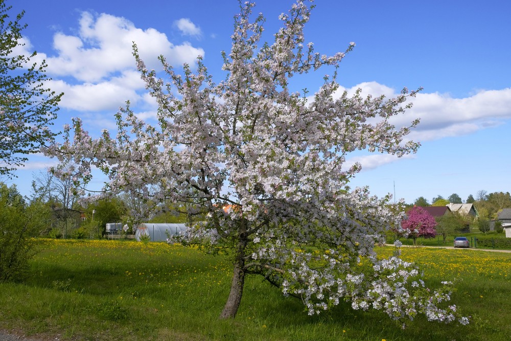 Ainava ar ziedošu ābeli, Ugāle