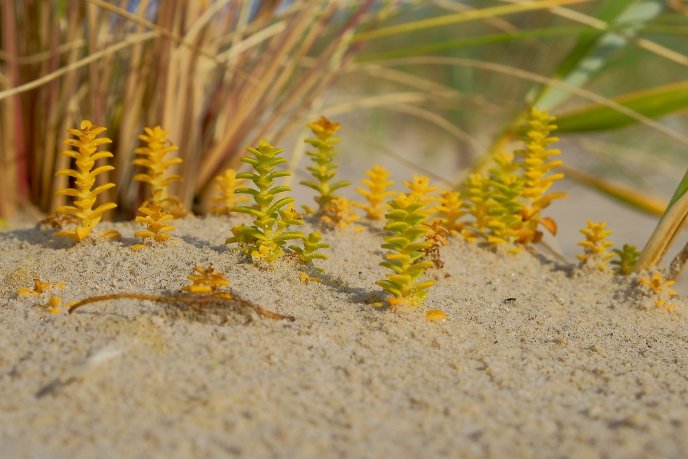 Sea Sandwort in Autumn