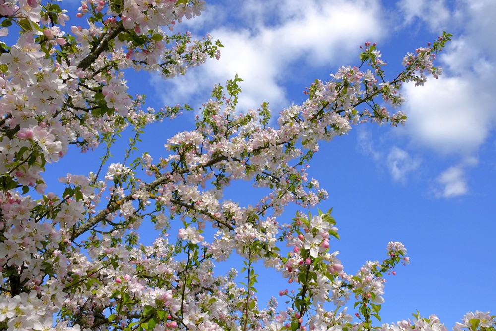 Ziedošs ābeles zars, Mājas ābele, Malus domestica