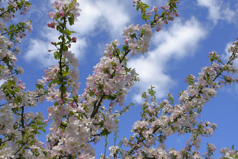 Ziedoši ābeles zari uz debess fona