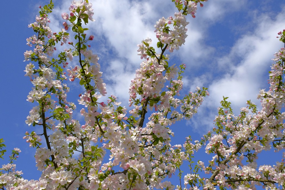 Ziedoši mājas ābeles zari un mākoņi