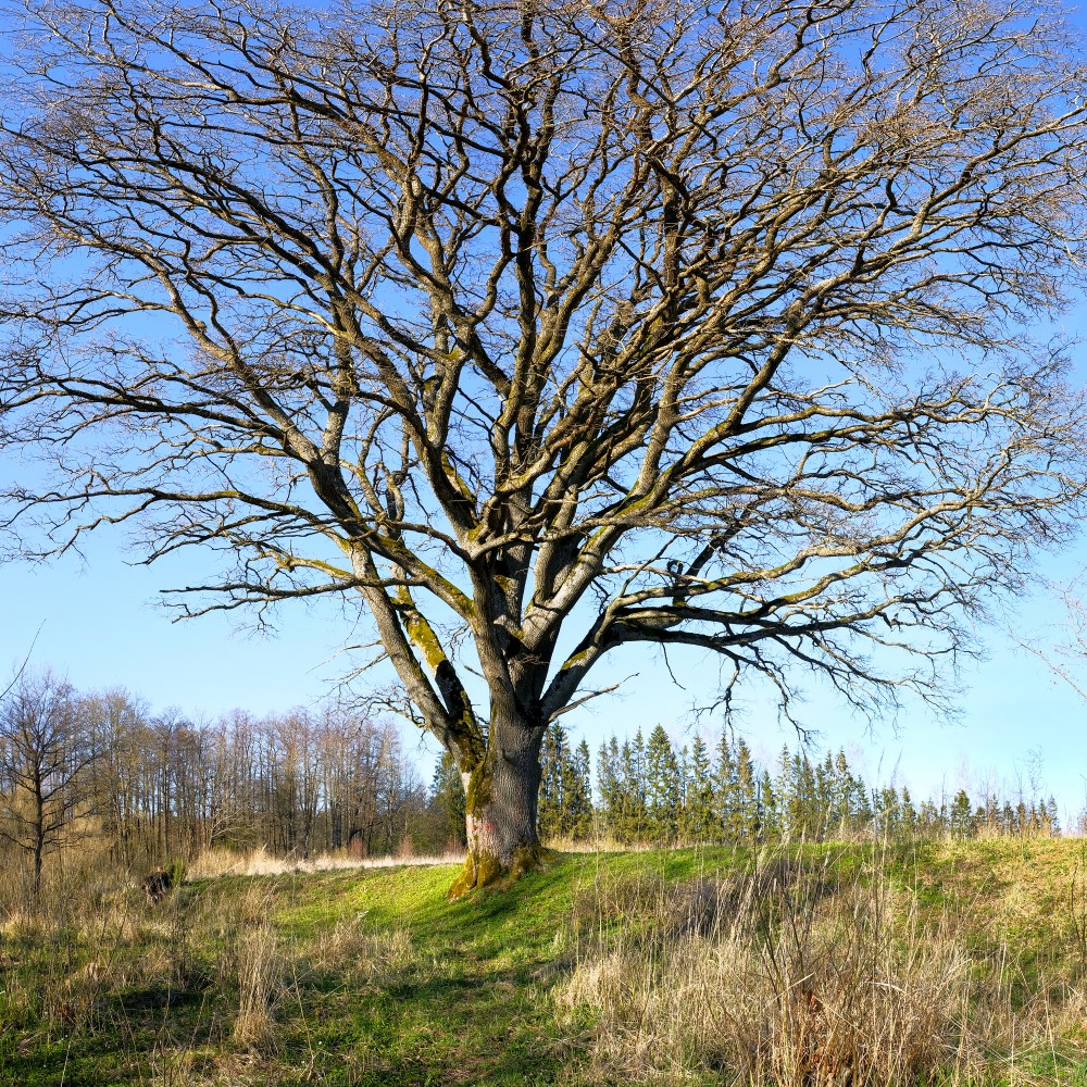 Oak In The Spring