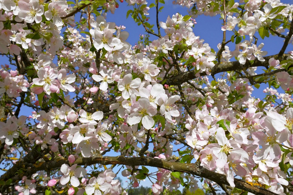 Mājas ābeles ziedi, Malus