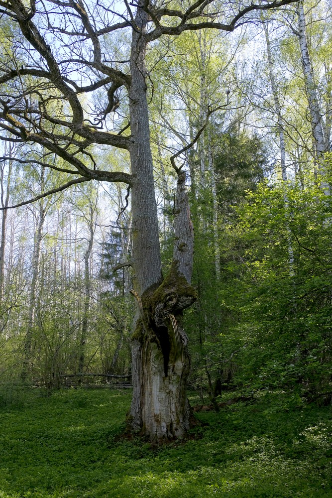 Koks Ukru gāršā