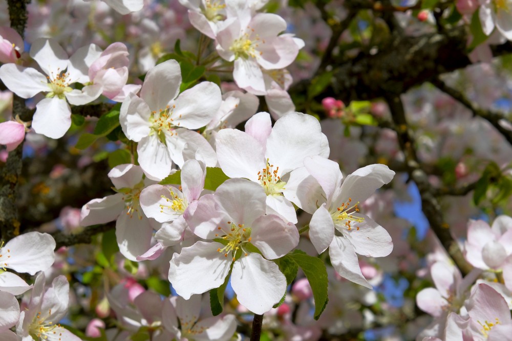 Close up of Apple Tree Flowers
