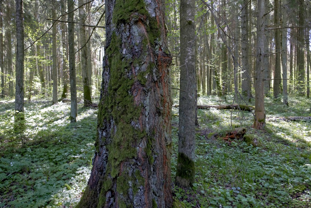 A birch trunk overgrown with moss