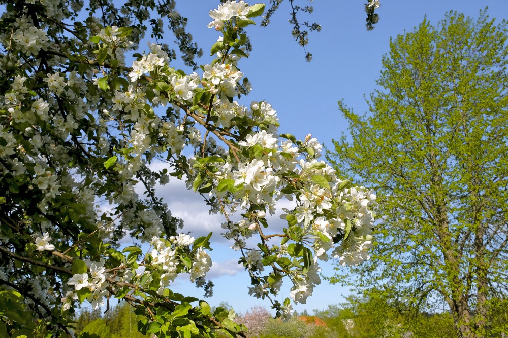 Spring Flowering Apple Tree Branches