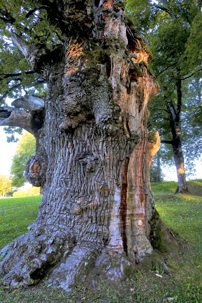 Zaubes ozola stumbrs Zaubes ozola stumbrs