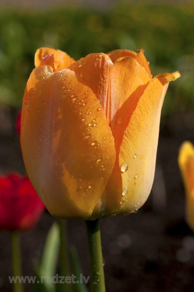Dew On The Tulips Flowers