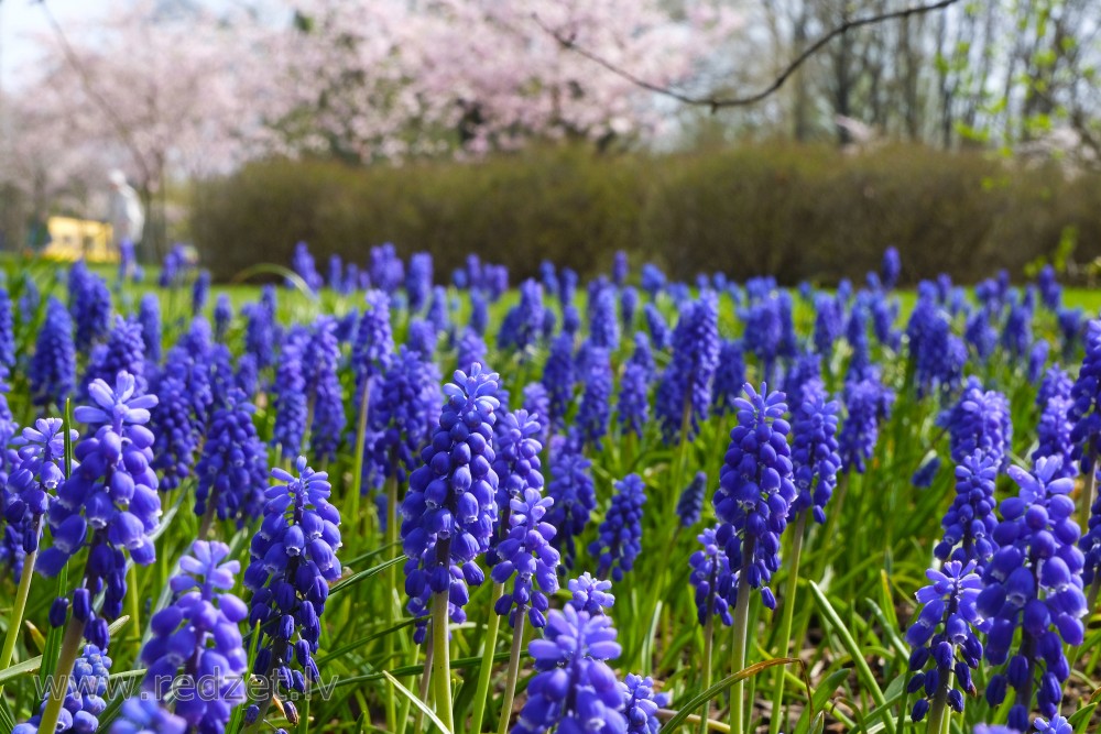 Grape Hyacinth Flower Bed in Victory Park