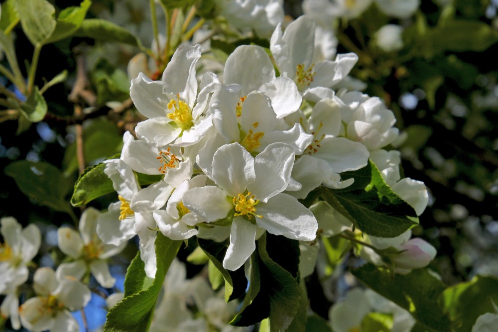 Close up of Apple Tree Flowers