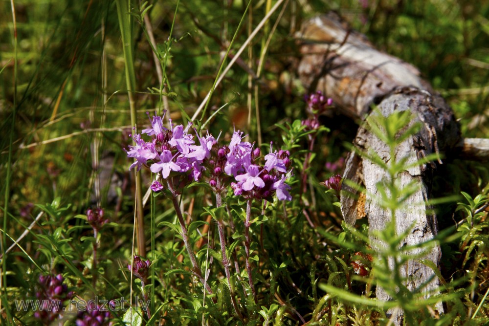 Creeping thyme