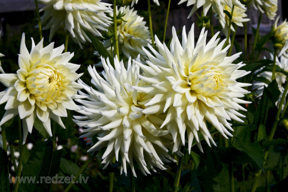 White dahlia flowers