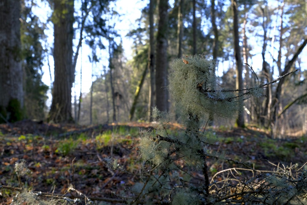 Lichens On A Tree Branch