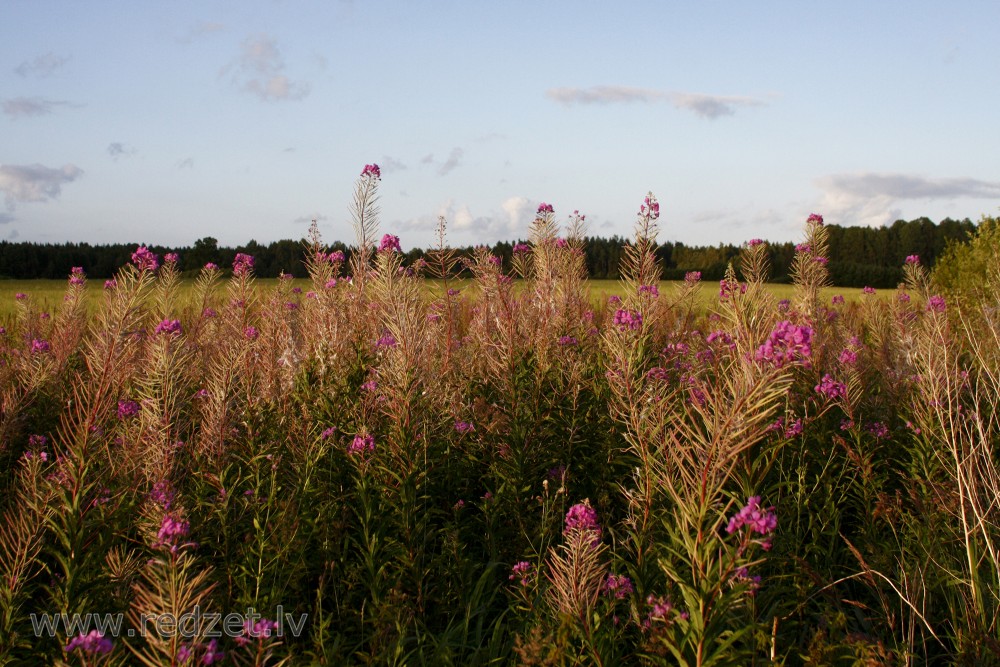 Fireweed