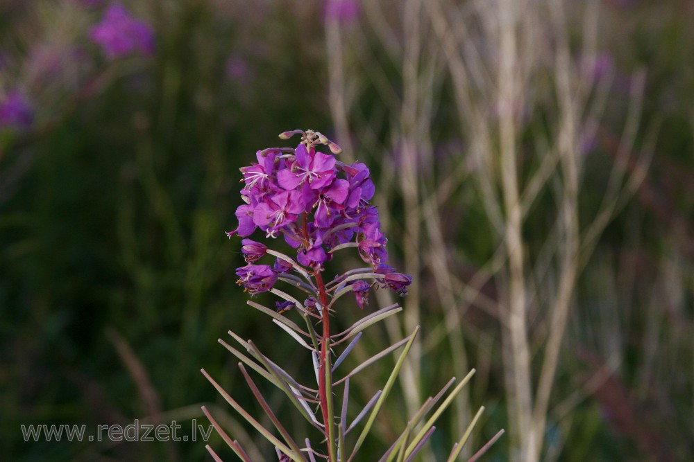 Fireweed