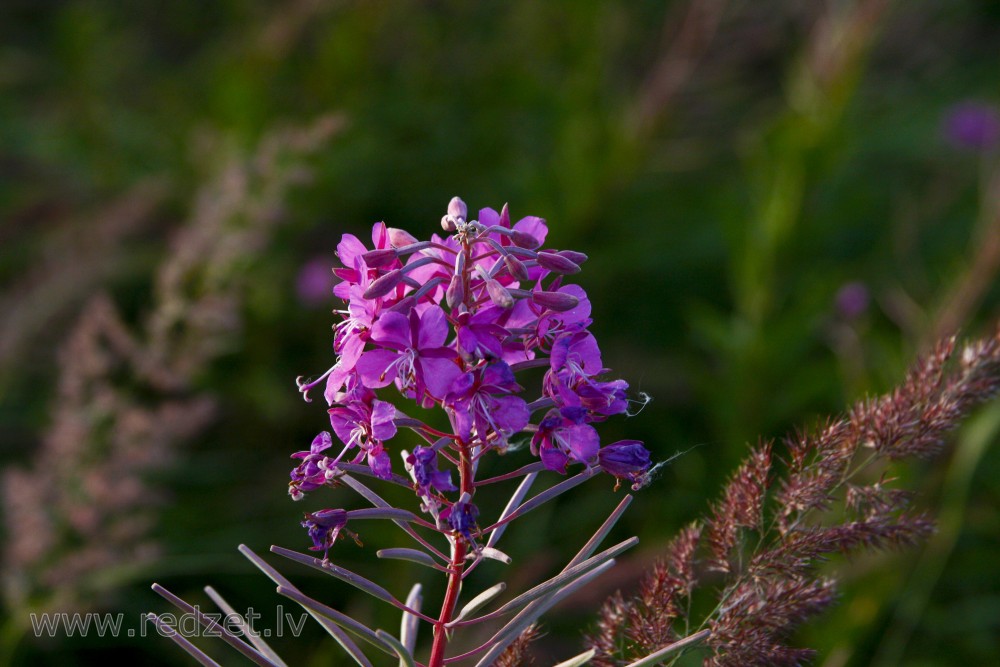 Fireweed