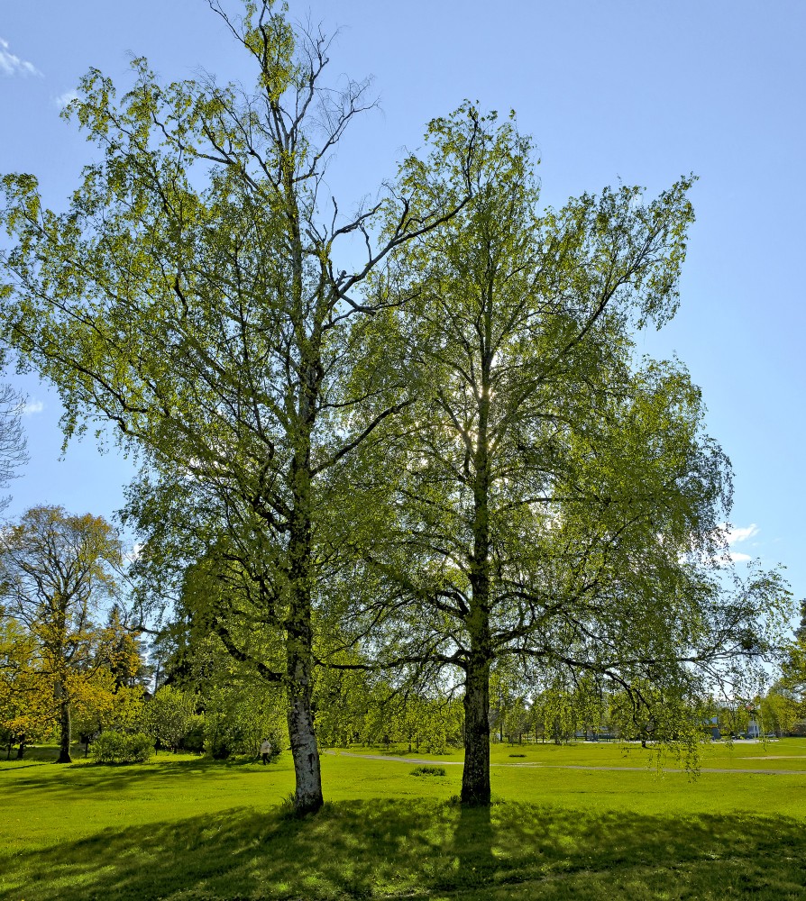 Divi blakus augoši bērzi pavasarī Divi blakus augoši bērzi pavasarī