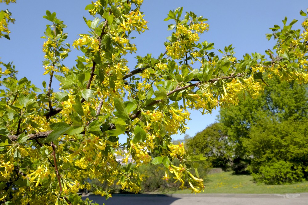 Ribes aureum - Golden Currant