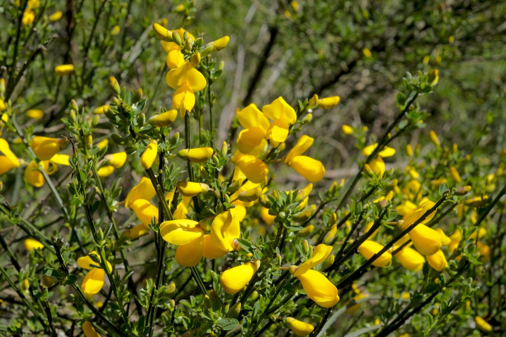 Close up of Common broom