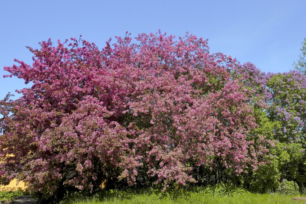 Ziedoša purpura ābele, Malus purpurea