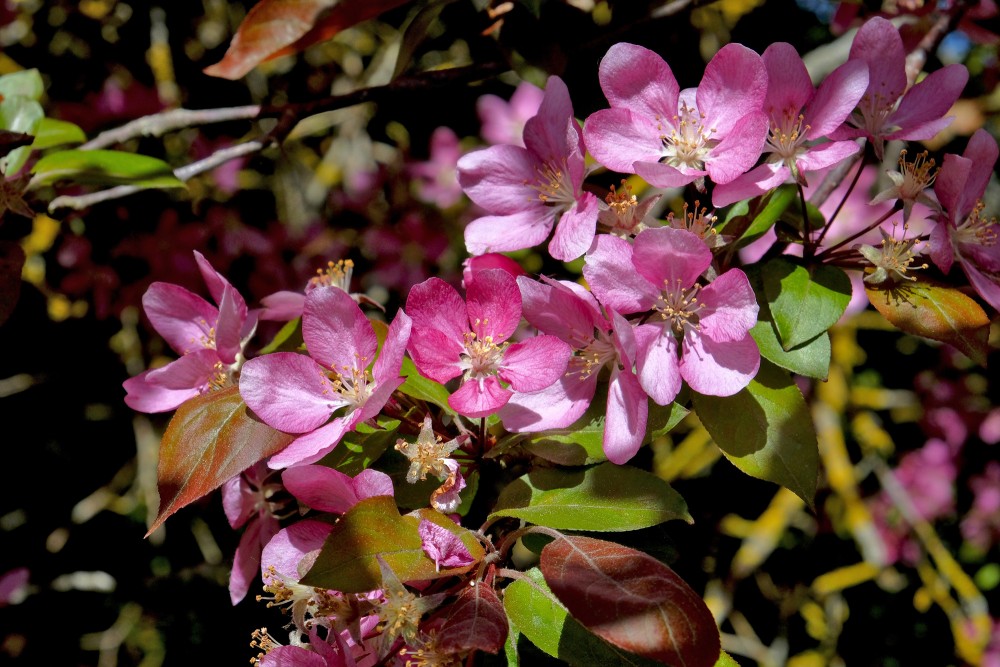 Close up of Malus purpurea Flowers