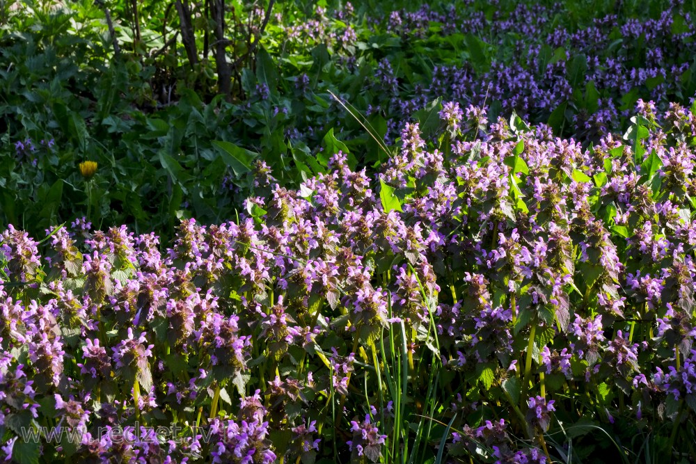 Blooming Red Dead-nettle, Lamium purpureum