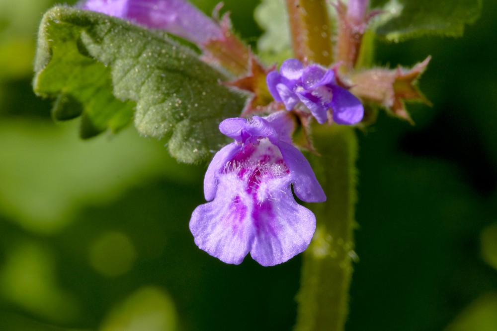 Efeju sētložņas tuvplāns