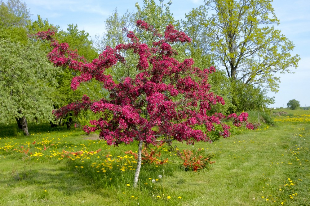 Flowering Malus purpurea Tree in the Garden