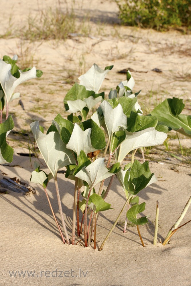 Neīstā tūsklape (Petasites spurius) Neīstā tūsklape (Petasites spurius)
