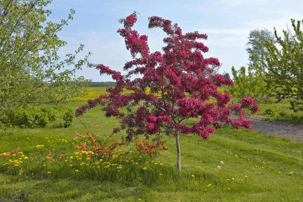 Flowering Malus purpurea Tree in the Garden