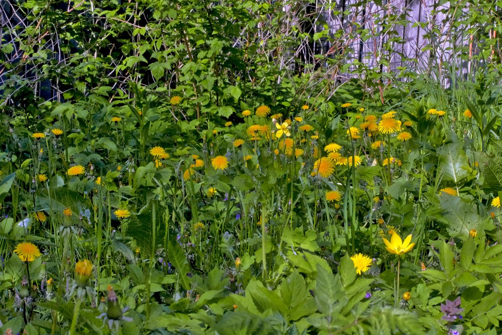 Nenopļauts dārzs ar pienenēm