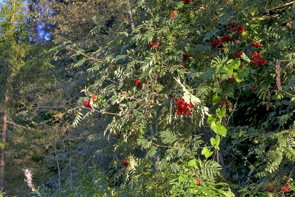 Rowan in Autumn
