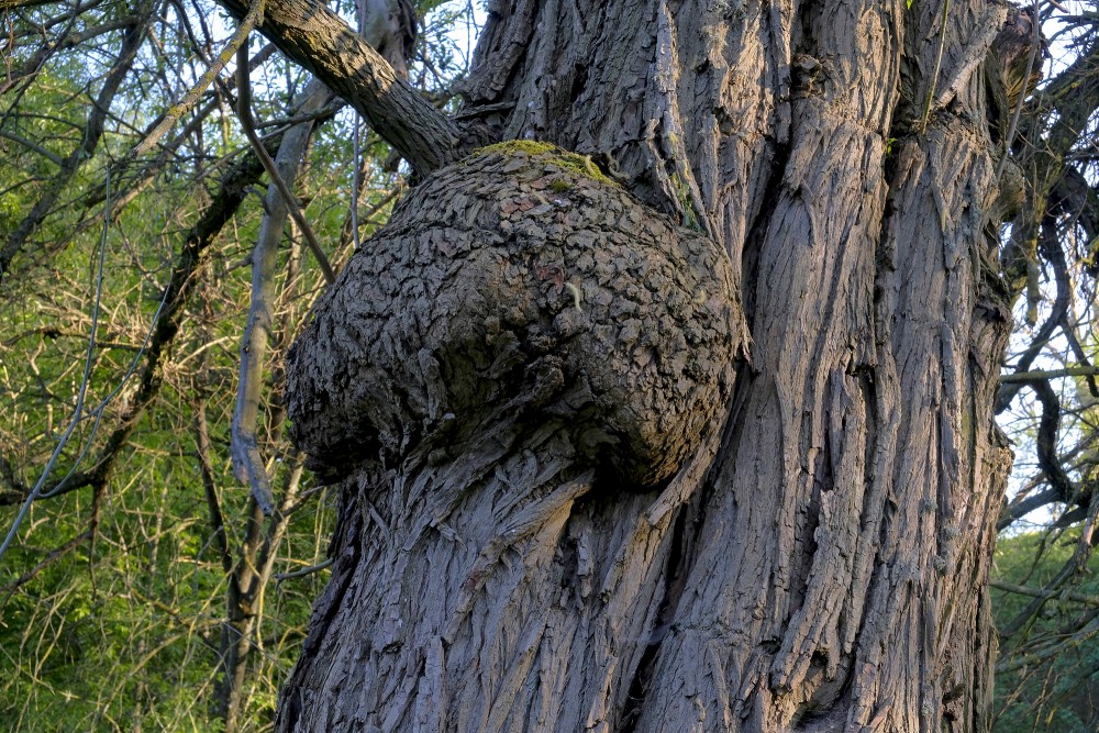 Burl or Bur on a Willow Trunk