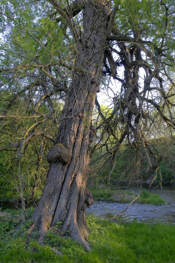 Old Willow Tree