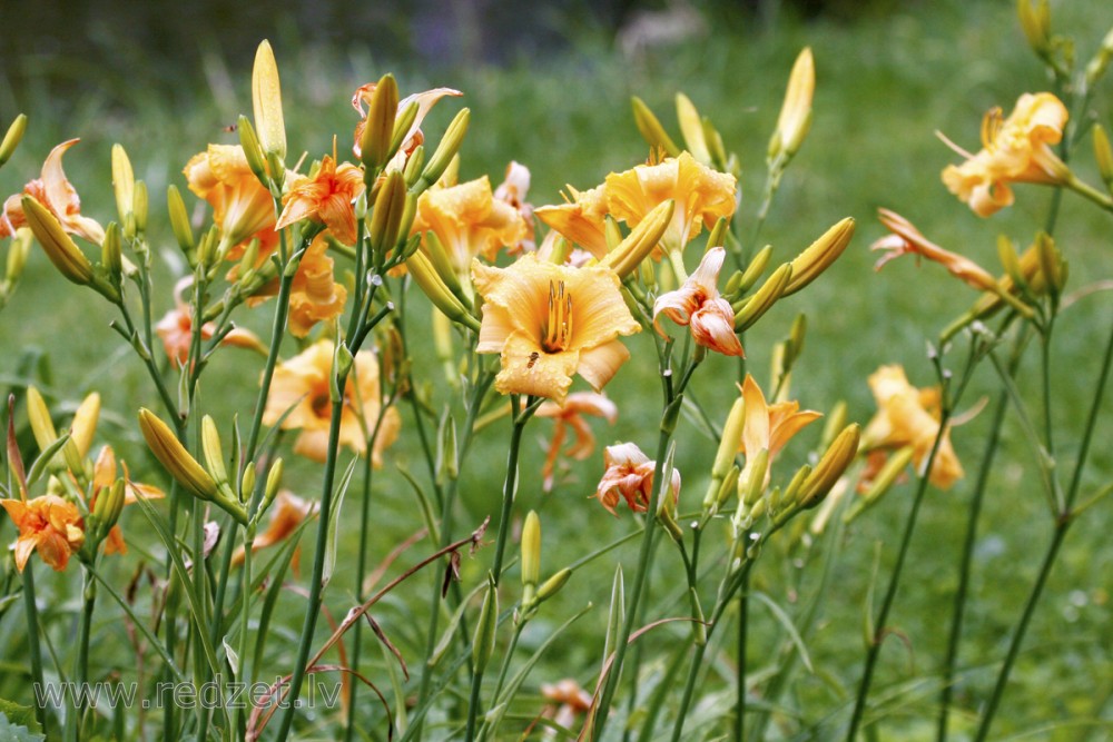 Dienziede jeb dienlilija (Hemerocallis)